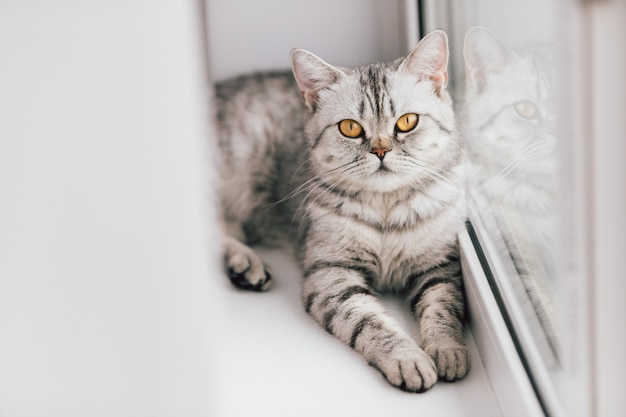 Eine schottische oder britische Katze mit einer marmorierten Schwarzweiss-Farbe steht auf einem weißen Fensterbrett an einem hellen sonnigen Tag still.