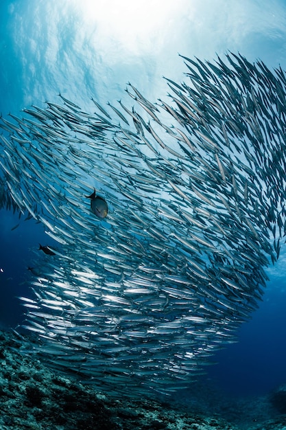 Foto eine schule australischer barracuda