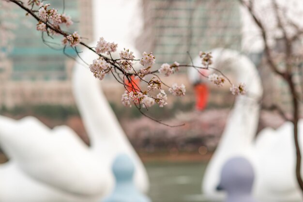 Foto eine schwanenskulptur hinter kirschblüten, die auf baumzweigen blühen