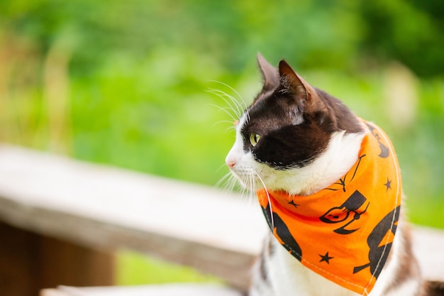 Eine schwarz-weiße Katze in einem Bandana für den Halloween-Urlaub Eine Katze auf einem Hintergrund von Gras