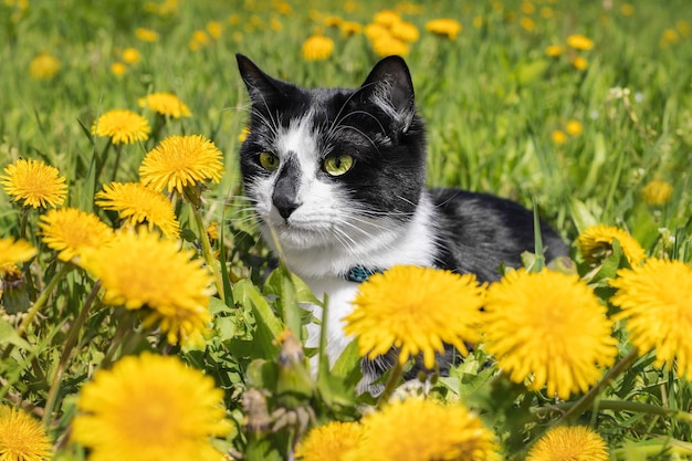 Eine schwarz-weiße Katze in einem Löwenzahnfeld