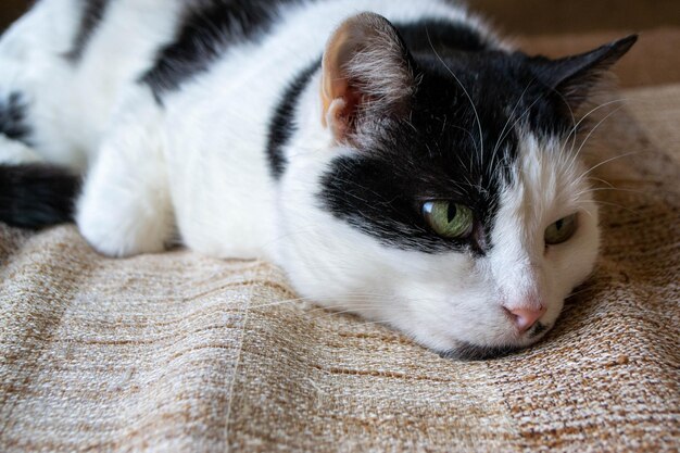 Eine schwarz-weiße Katze mit grünem Auge schläft auf einer braunen und braunen Decke