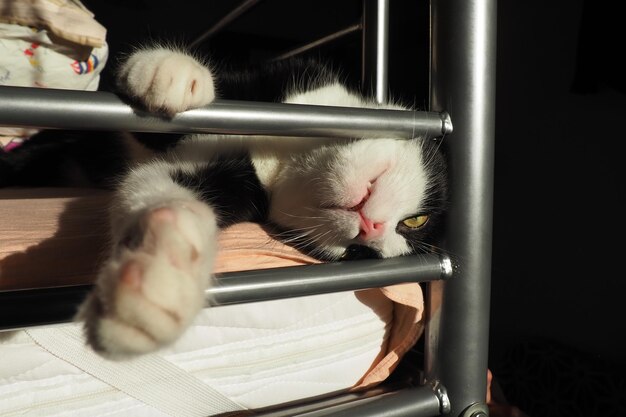 Eine schwarz-weiße Katze schläft im zweiten Stock eines Etagenbettes Halbgeöffnete gelbe Augen und Mundpfoten nach vorne gestreckt Entspannter Zustand des Tieres Folgen der Anästhesie bei Haustieren Klauenwild