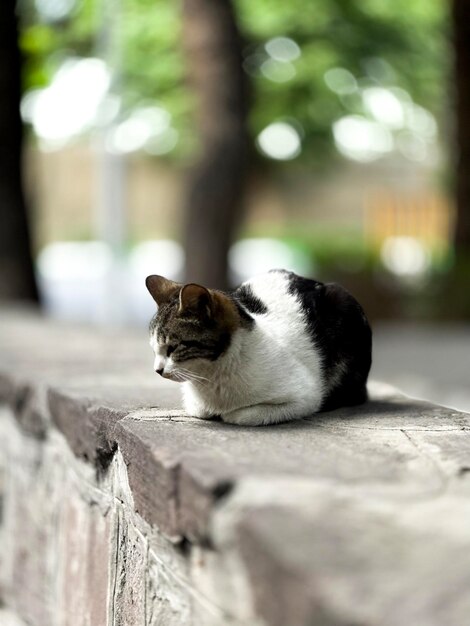 Eine schwarz-weiße Katze sitzt auf einer Steinmauer.