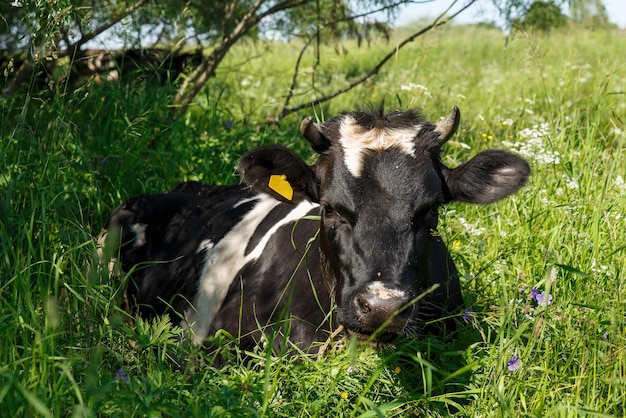 Eine schwarz-weiße Kuh liegt im Gras auf der Weide