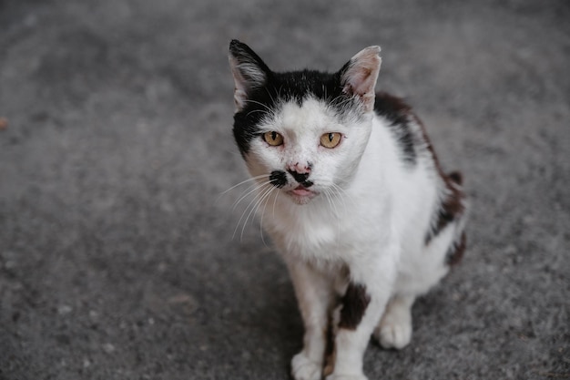 Eine schwarz-weiße Straßenkatze, die auf einem Pfad auf dem Boden sitzt Gurzuf-Katzen