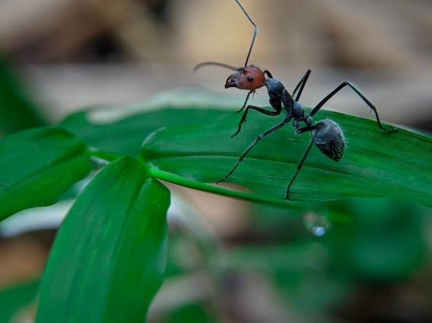 Eine schwarze Ameise auf einem Blatt