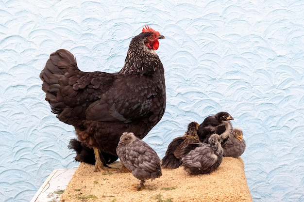 Eine schwarze Henne mit kleinen Küken