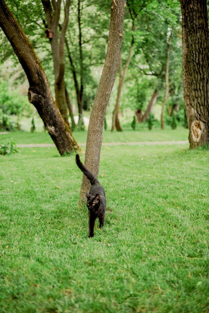 Eine schwarze Hofkatze auf dem Rasen