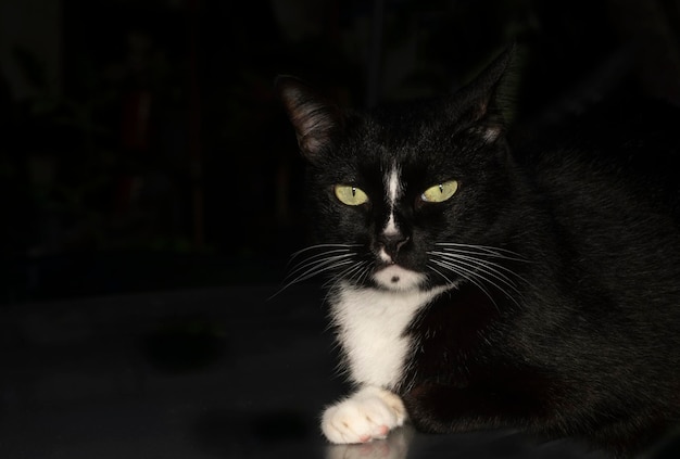 Eine schwarze Katze auf schwarzem Hintergrund