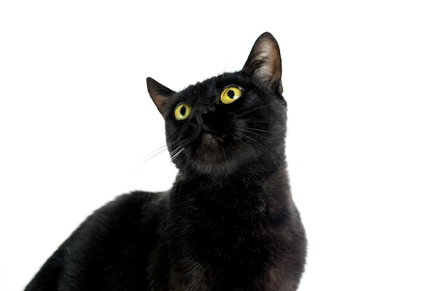 Eine schwarze Katze blickt auf einen weißen Hintergrund