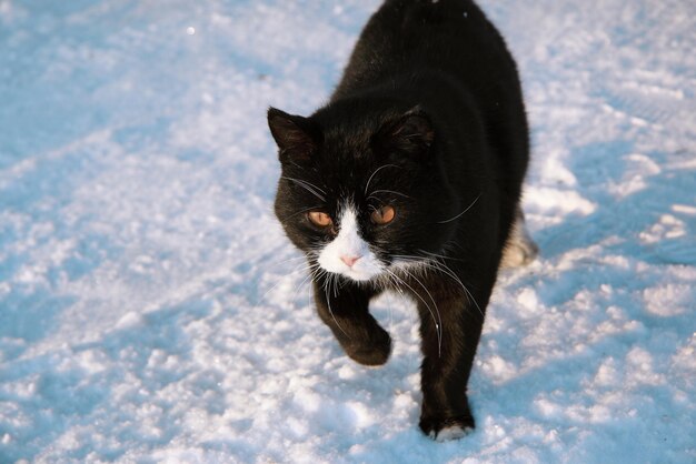 Eine schwarze Katze geht auf weißem Schnee Ein streunendes Tier auf der Straße im Winter