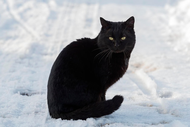 Eine schwarze Katze im Schnee, eine schwarze Cat auf einem weißen Hintergrund