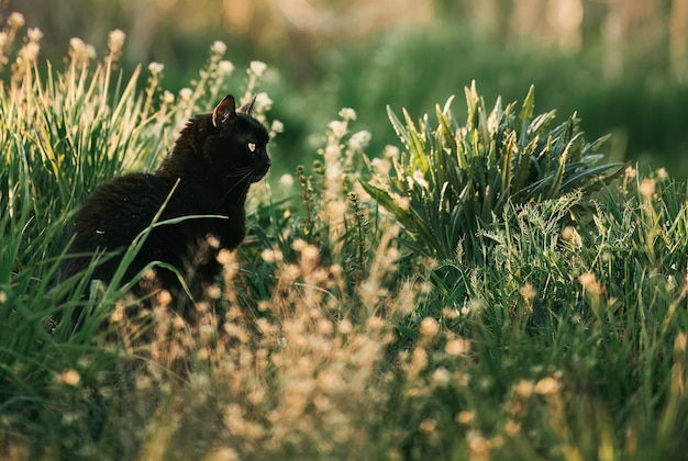 Eine schwarze Katze in einem Grasfeld. Schönes Porträt einer schwarzen Katze mit gelben Augen in der Natur. Hauskatze, die im Gras spaziert