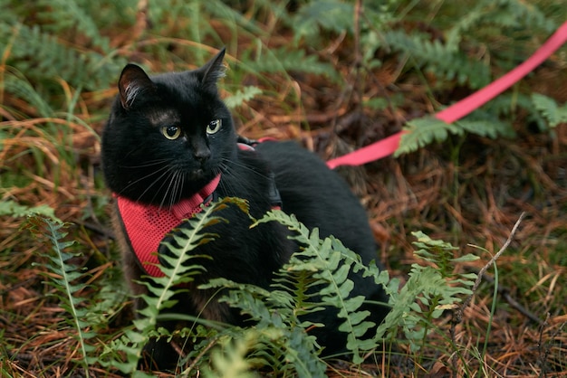 Eine schwarze Katze läuft mit einer roten Leine im Wald Hauskatze beim Spaziergang im Freien