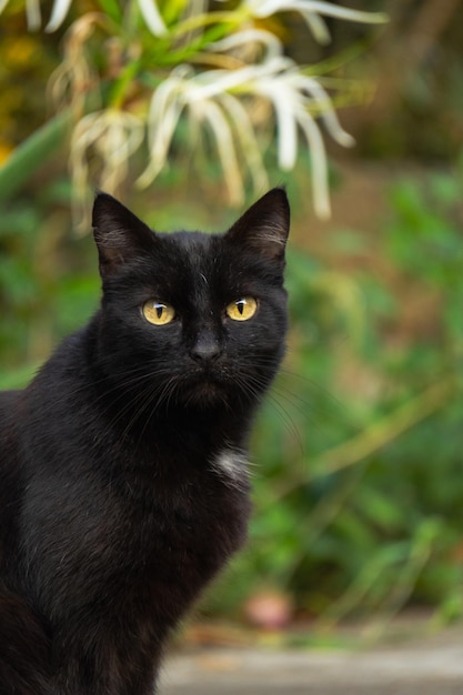 Eine schwarze Katze mit gelben Augen und einem weißen Fleck auf der Brust