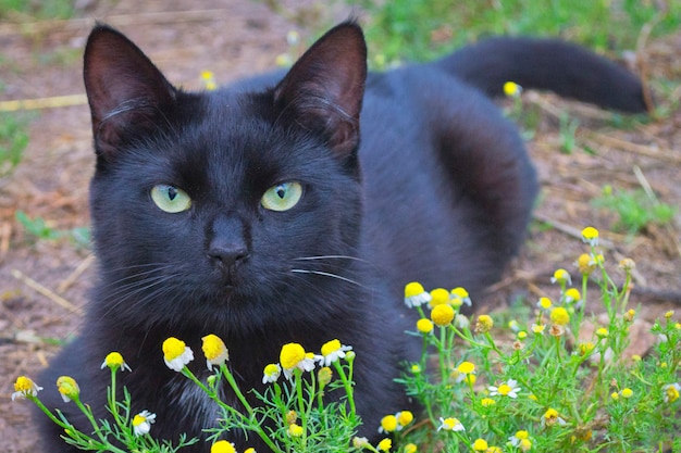 Eine schwarze Katze mit grünen Augen liegt auf dem grünen Gras. Schöne Kamille im Vordergrund