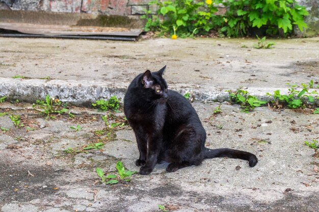 Eine schwarze Katze mit grünen Augen sitzt an einem sonnigen Tag draußen. Ernster und aufmerksamer Blick einer schwarzen Katze. Die Katze wärmt sich beim Sitzen auf dem Asphalt auf