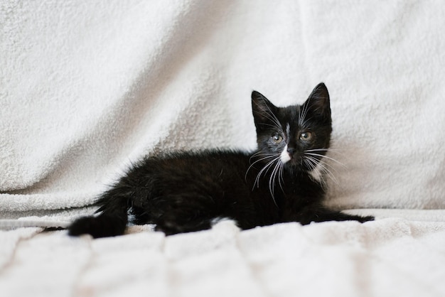 Eine schwarze Katze mit weißen Flecken liegt auf der Couch