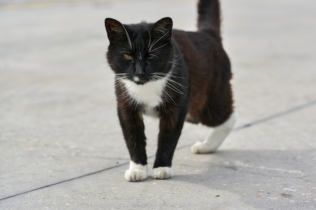 Eine schwarze Katze ohne Hinterpfote geht die Straße entlang. Porträt einer flauschigen schwarzen Katze behindert