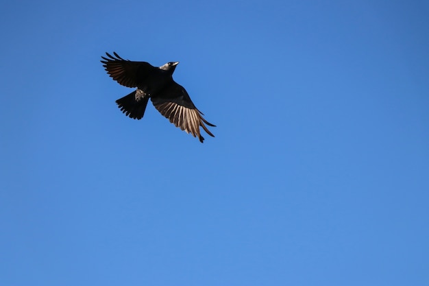 Eine schwarze Krähe am Himmel