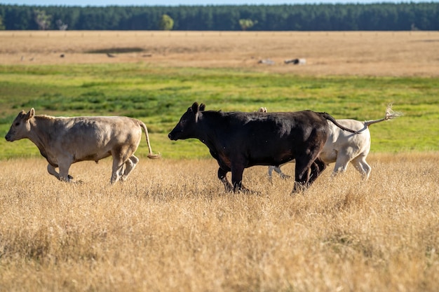 Eine schwarze Kuh geht mit anderen Kühen auf einem Feld spazieren.