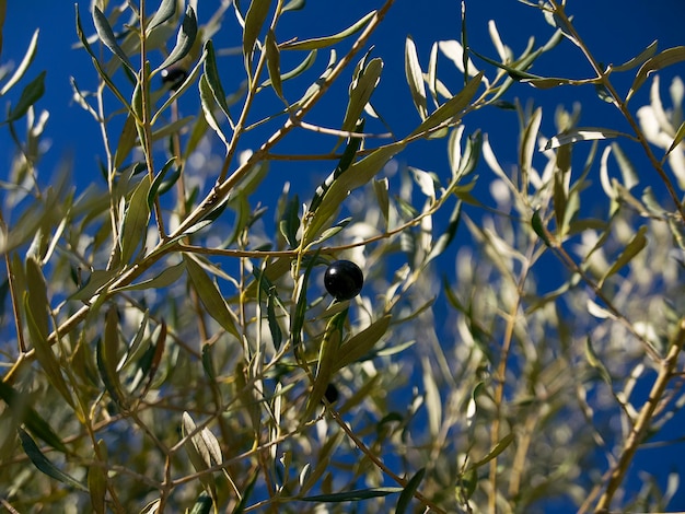 Eine schwarze Olive auf einem Ast vor einem strahlend blauen Himmel an einem sonnigen Februartag in Sizilien