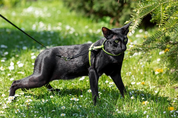 Eine schwarze orientalische Katze um einen Weihnachtsbaum auf einer Wiese mit Gänseblümchen.