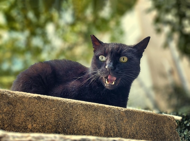 Eine schwarze Straßenkatze mit gelbgrünen Augen miaut, während sie auf dem Bordstein liegt Vintage-Verarbeitung