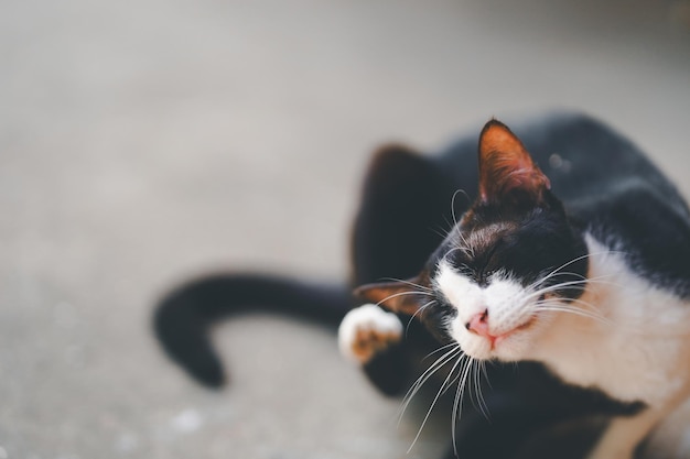 Foto eine schwarze thailändische katze kratzte auf dem zementplatz