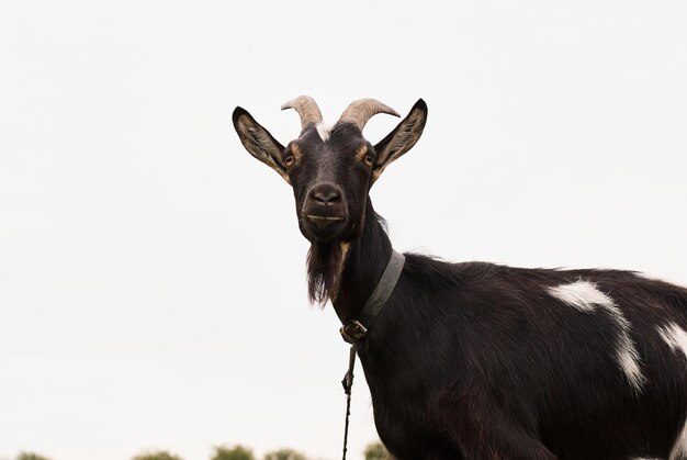 eine schwarze Ziege auf weißem Hintergrund. gehörnte Ziege