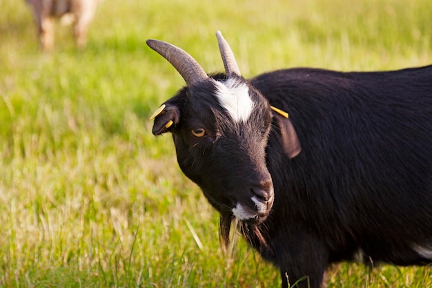 Eine schwarze Ziege mit gelben Augen