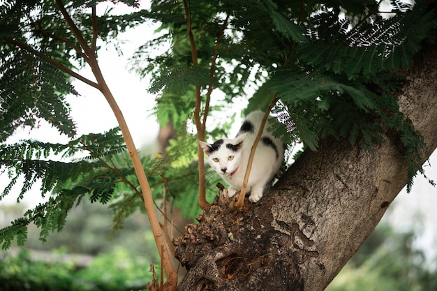 Eine Schwarzweiss-Katze sitzt auf einem Baum