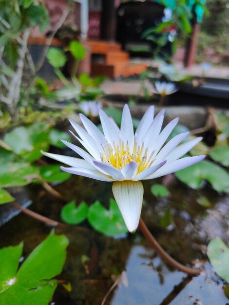 Eine Seerose mit blauer Mitte und einer weißen Blume in der Mitte.