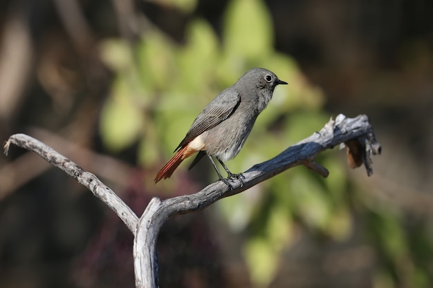 Eine sehr Nahaufnahme eines schwarzen Rotschwänzchens (Phoenicurus ochruros) im Winterkleid auf einem Ast und auf dem Boden in der Nähe der Trinkschale.