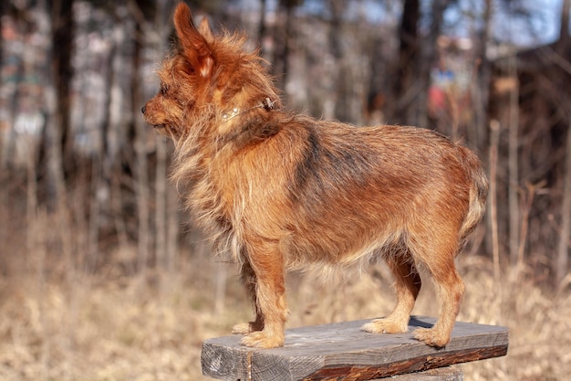 Eine Seitenansicht des Yorkshire-Terriers steht auf einer Tafel im Wald Wegschauen verschwommener Hintergrund Horizontal