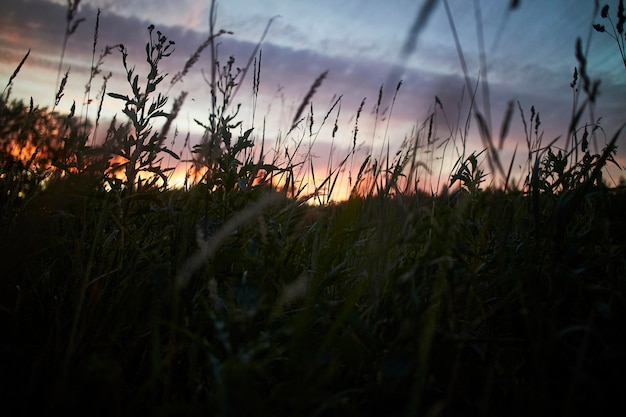 Eine Silhouette des Waldes im Sonnenuntergang