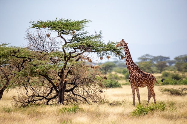 Eine somalische Giraffe frisst die Blätter von Akazienbäumen
