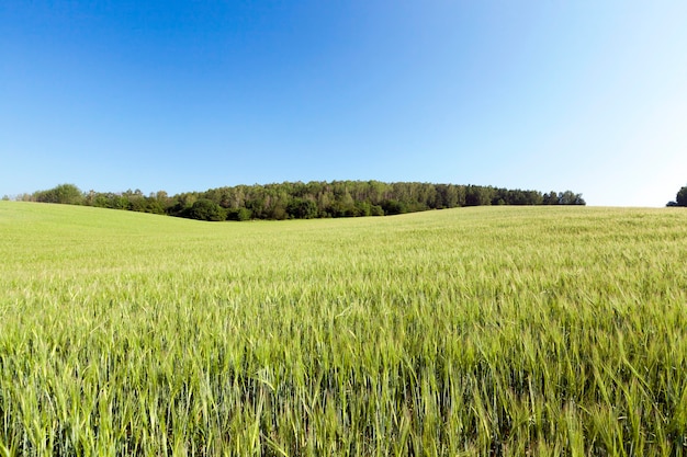 Eine Sommerlandschaft einer großen Weizenfeldernte vor der Reifung, ein blauer Himmel über dem Boden