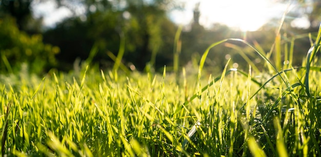 Eine Sommerwiese mit Makroansicht des grünen Grases mit Hintergrund der Sonnenstrahlen