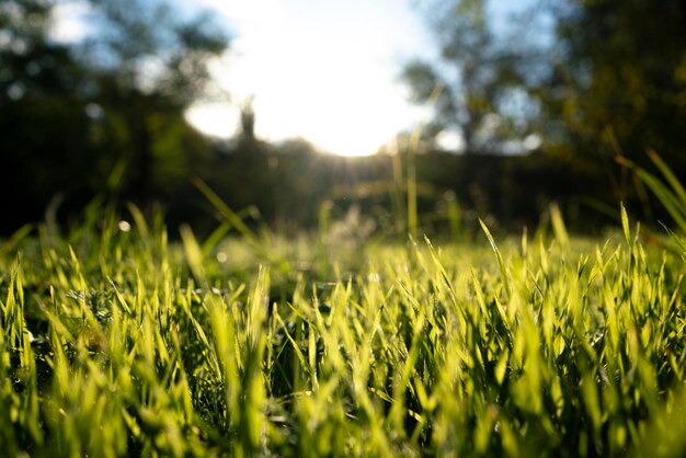 Eine Sommerwiese mit Makroansicht des grünen Grases mit Hintergrund der Sonnenstrahlen