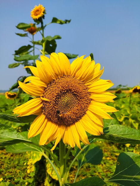 Eine Sonnenblume auf einem Feld mit blauem Himmel im Hintergrund