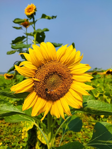 Foto eine sonnenblume auf einem feld mit blauem himmel im hintergrund