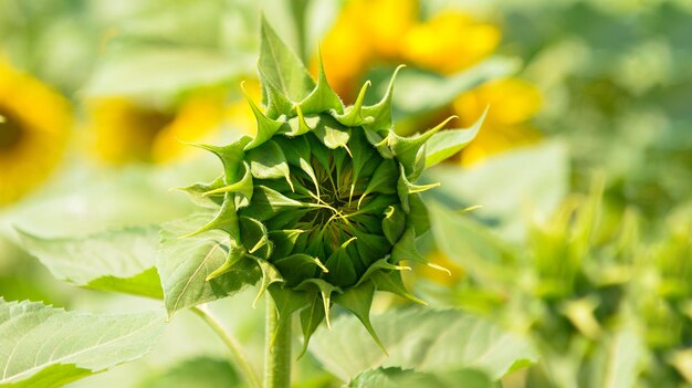 Eine Sonnenblume auf einem Feld mit der Sonne im Hintergrund