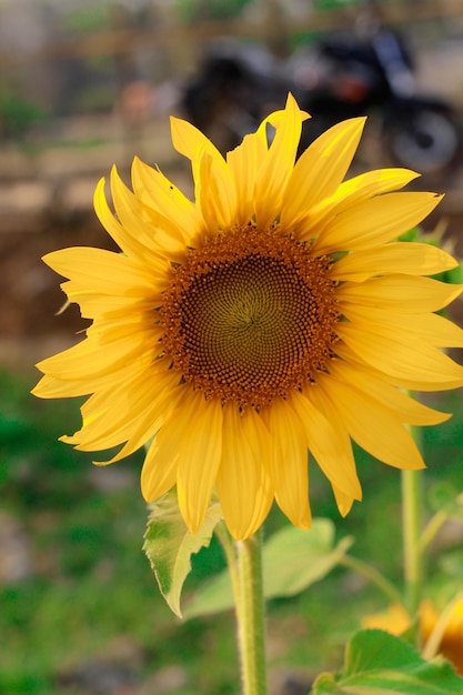 Eine Sonnenblume in einem Blumenfeld