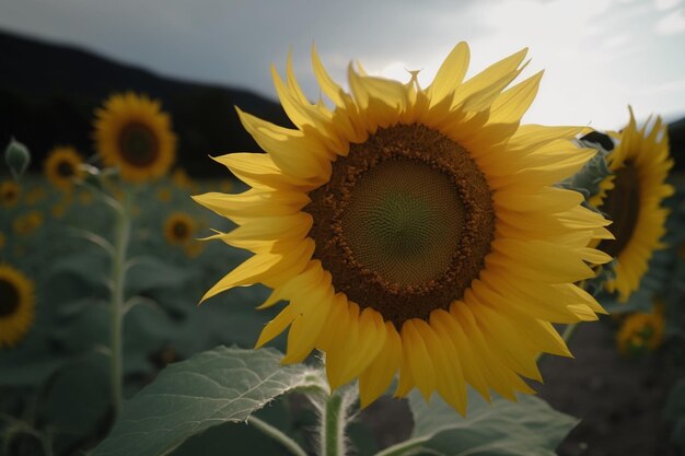 Eine Sonnenblume in einem Sonnenblumenfeld