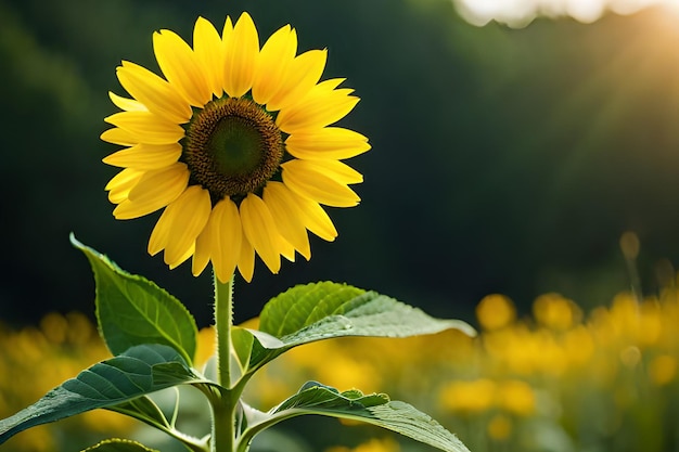 Eine Sonnenblume in einem Sonnenblumenfeld