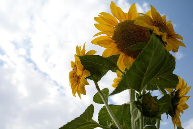 Eine Sonnenblume ist im Himmel mit den Sonnenblumen im Vordergrund.