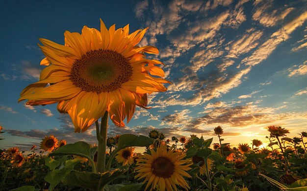 eine Sonnenblume mit dem Himmel im Hintergrund