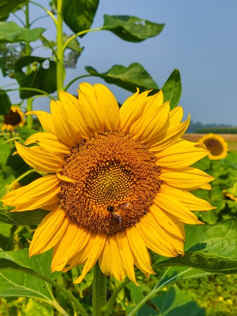 Foto eine sonnenblume mit einer biene darauf und eine biene darauf.